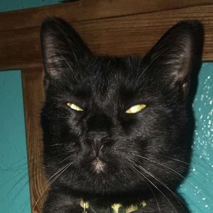 Meet your Posher, Lysette